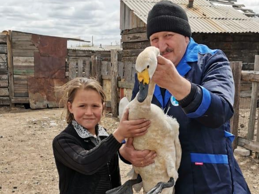 11- летняя школьница спасла лебедя в Забайкалье